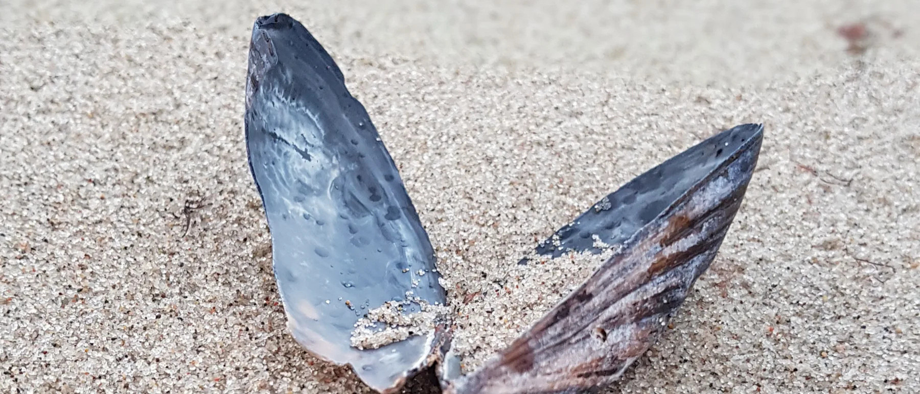 Geöffnete Muschel im Sand